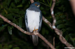 Image of White-bellied Goshawk