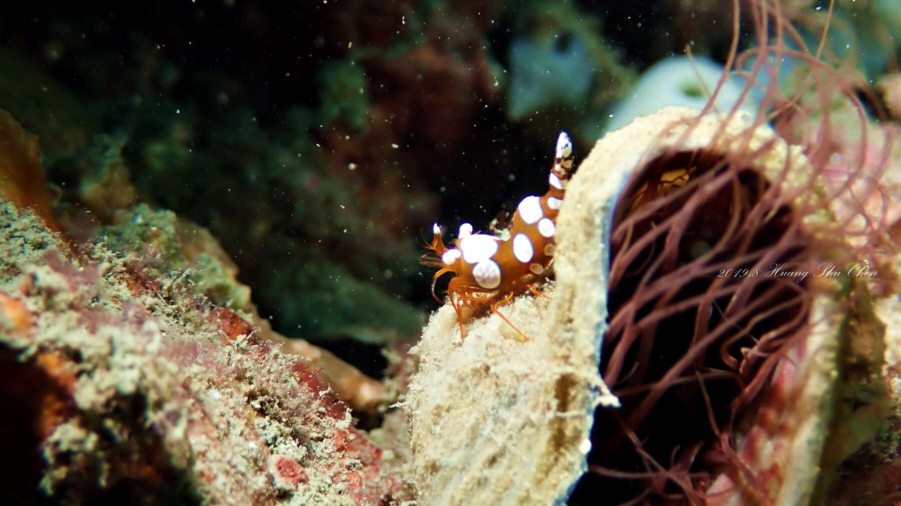 Image of Sexy shrimp