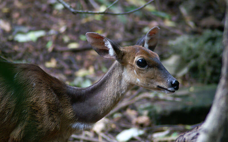 Image of Bushbuck