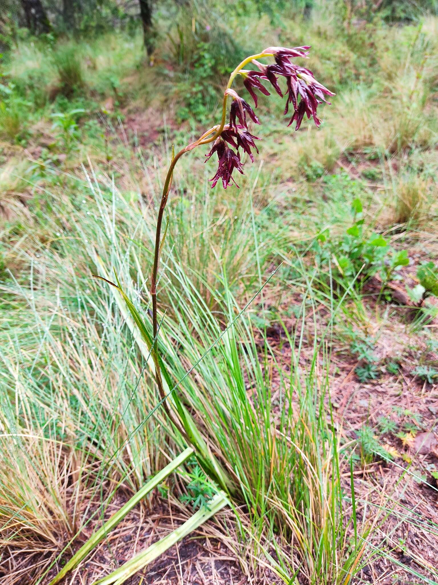 Image of Anticlea frigida (Schltdl. & Cham.) Zomlefer & Judd