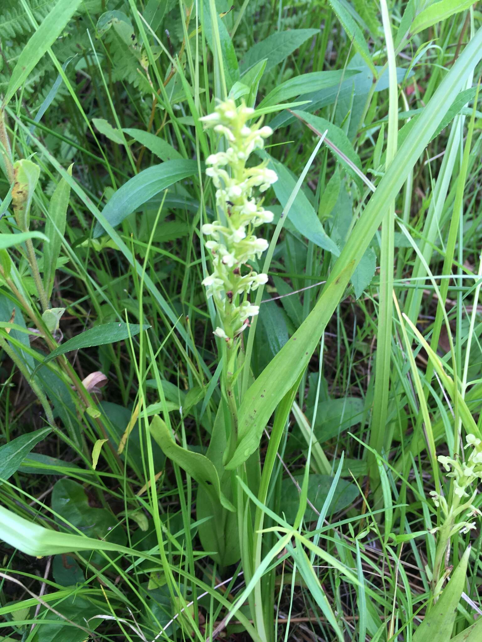 Image of palegreen orchid