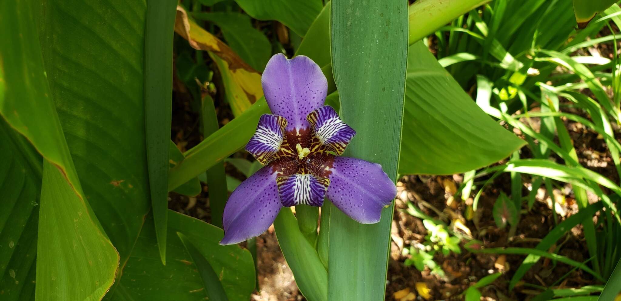 Neomarica coerulea (G. Lodd.) Sprague的圖片