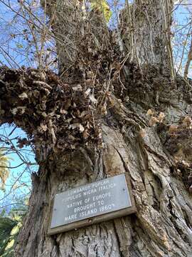 Image of Populus nigra var. italica (Moench.) Koehne