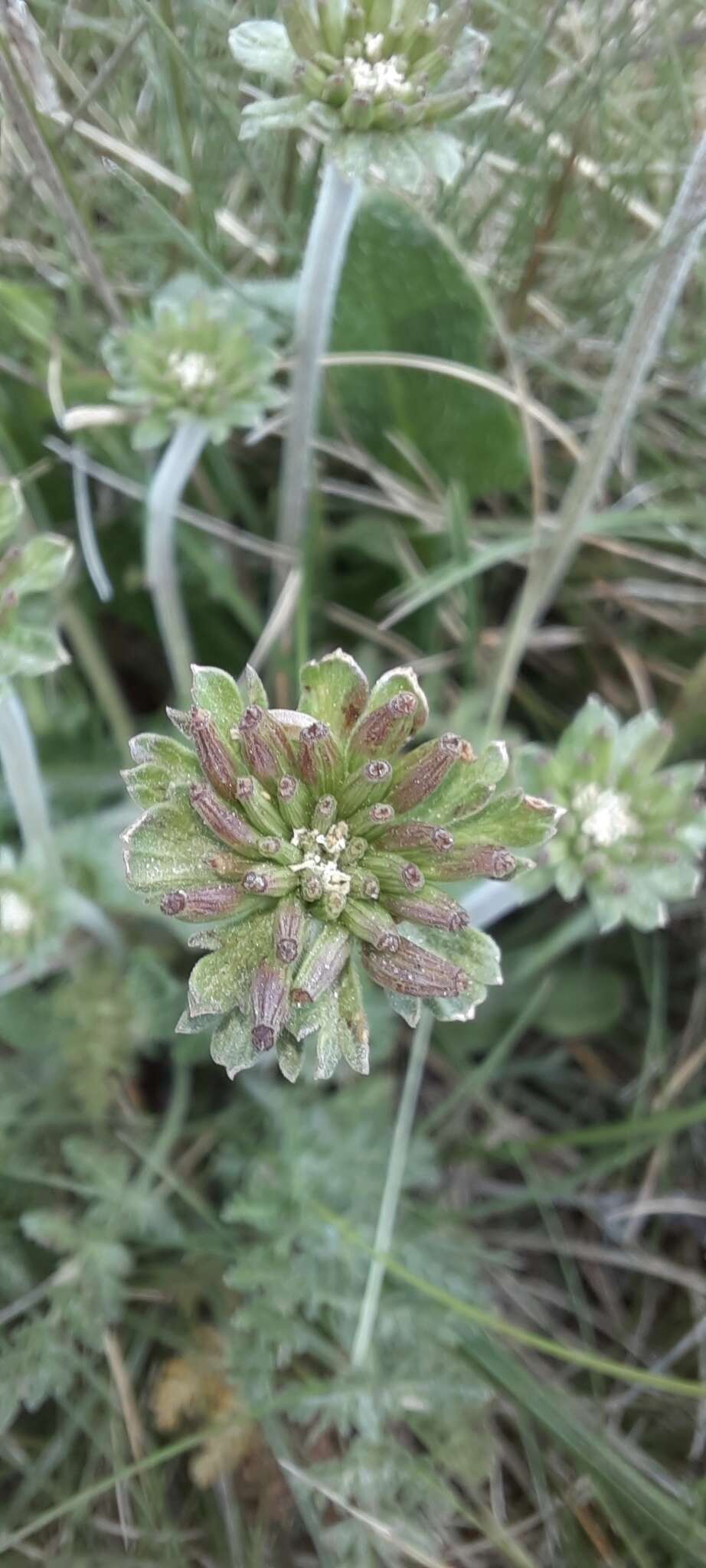 Слика од Chaerophyllum eriopodum (DC.) K. F. Chung