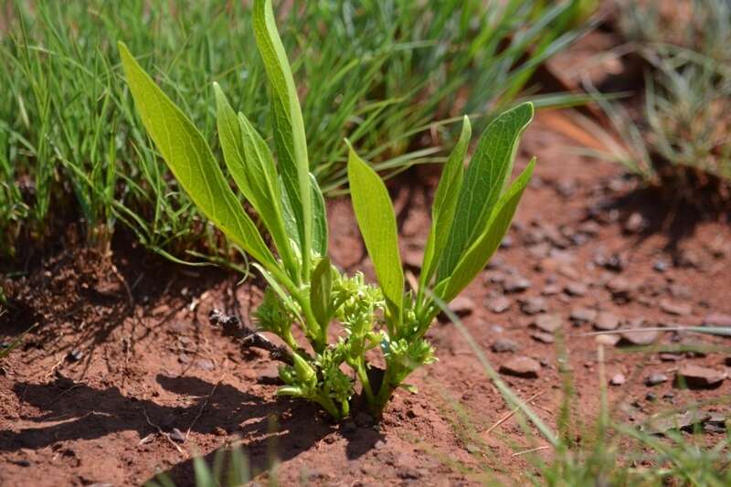 صورة Pygmaeothamnus zeyheri (Sond.) Robyns