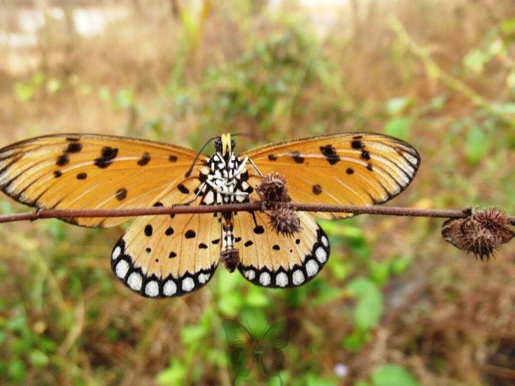 Image of Acraea terpsicore