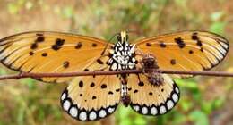 Image of Acraea terpsicore