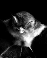 Image of Mexican Greater Funnel-eared Bat