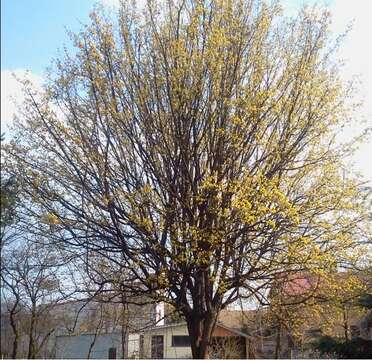 Image of Cornelian cherry dogwood