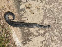 Image of Rainbow Mud Snake