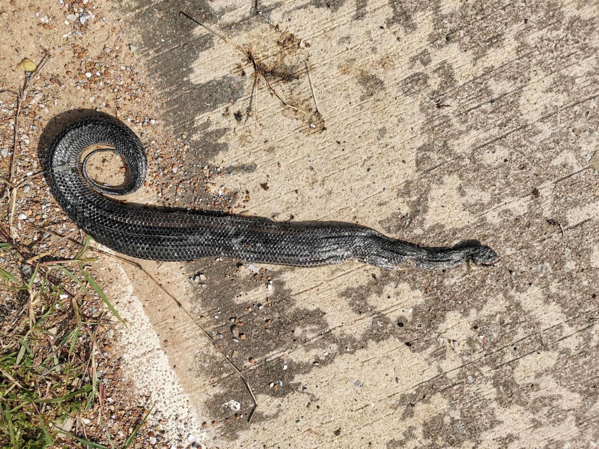 Image of Rainbow Mud Snake