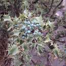 Image of Berberis trifolia (Cham. & Schltdl.) Schult. & Schult. fil.