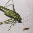 Image of Western Cypress Katydid