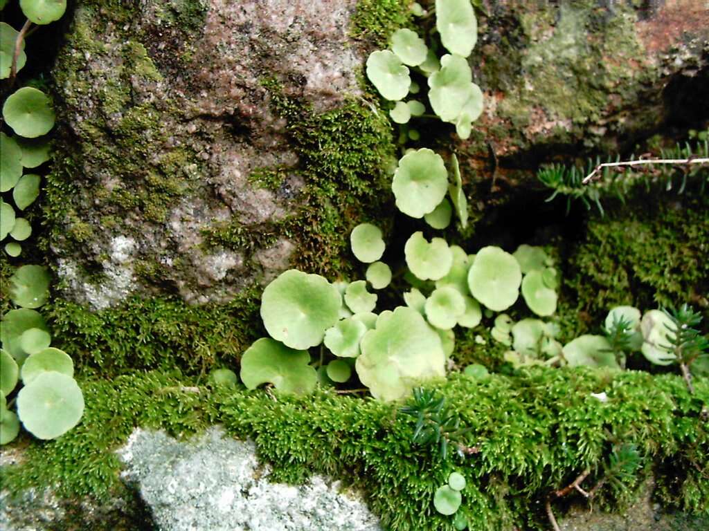 Image of Umbilicus rupestris (Salisb.) Dandy