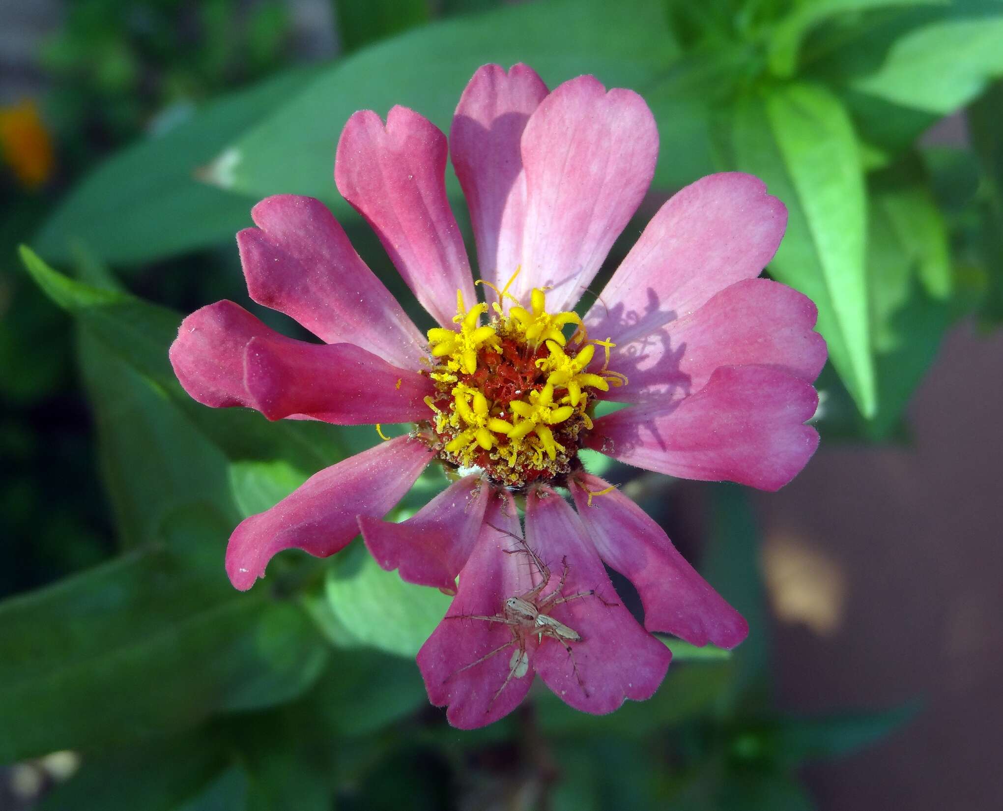 Image of ELEGANT ZINNIA