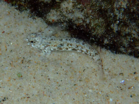 Image of Cocos frill-goby