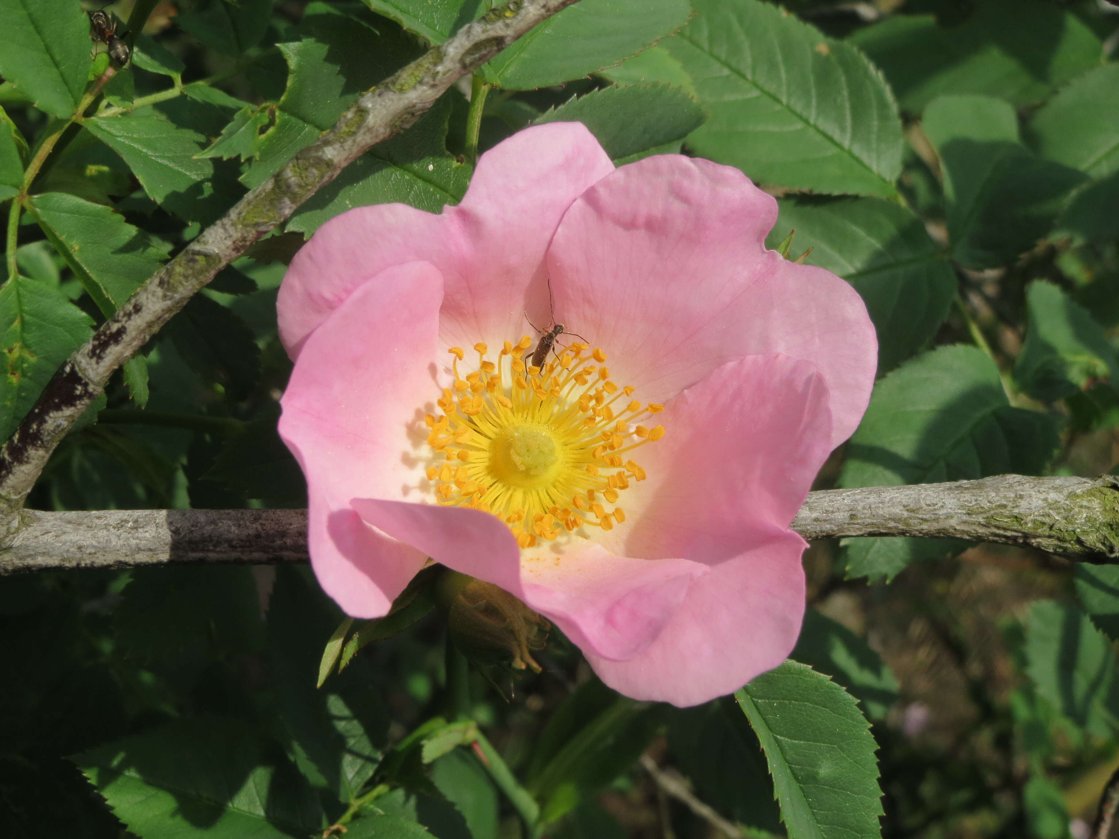 Image of glaucous dog rose