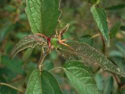 Sivun Adriana urticoides (A. Cunn.) Guymer ex P. I. Forst. kuva