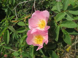 Image of glaucous dog rose