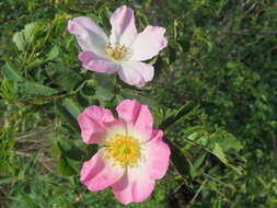 Image of glaucous dog rose