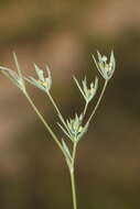 Image of dwarf hare's-ear