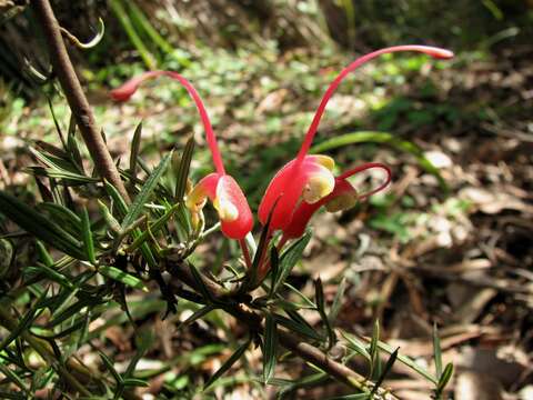 Image of Grevillea newbeyi Mc Gill.