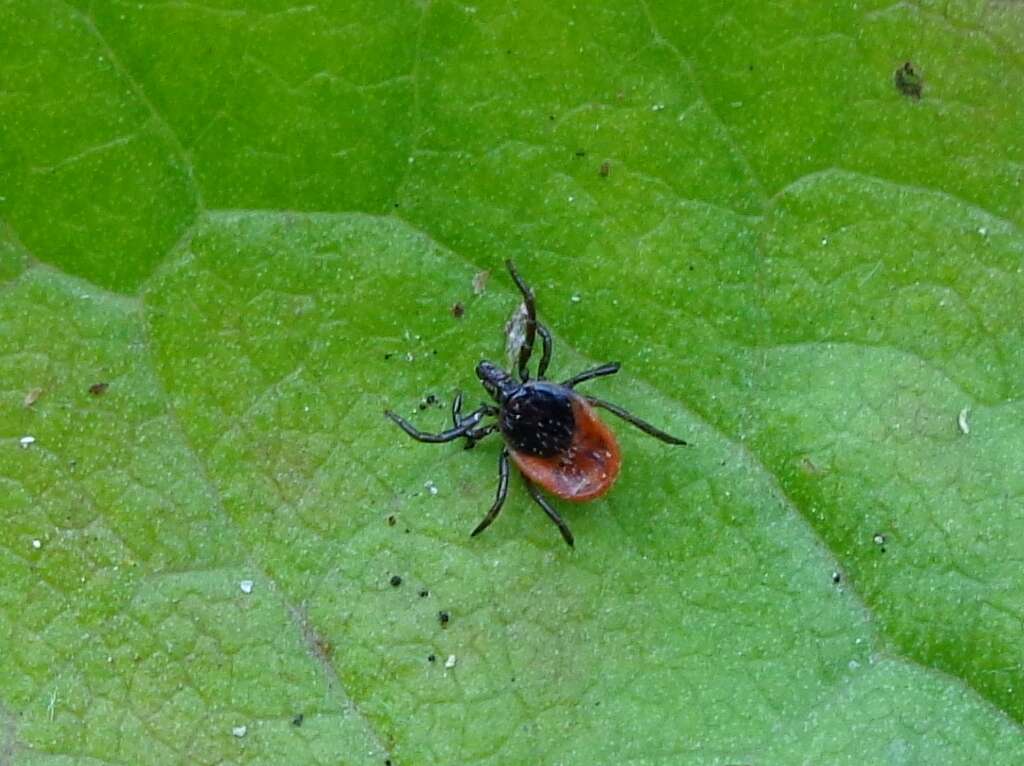 Image of Ixodes ricinus (Linnaeus 1758)