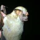 Image of Visored Bat