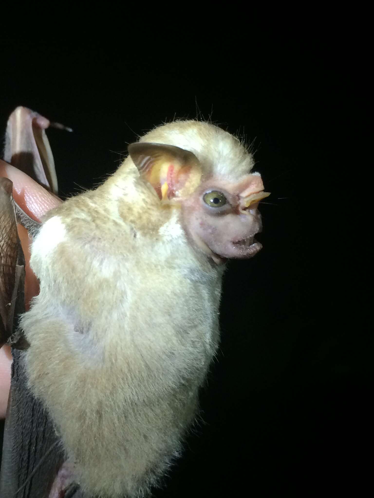Image of Visored Bat