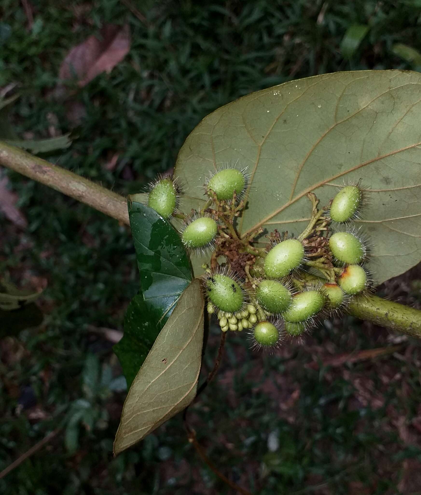 Image of Cordia nodosa Lam.