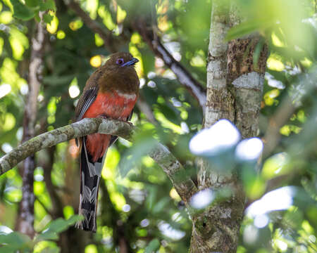 Image of Harpactes erythrocephalus annamensis (Robinson & Kloss 1919)