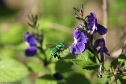 Image of Dilemma Orchid Bee