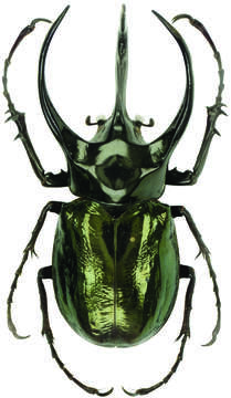 Image of Atlas beetle