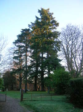 Image of Douglas Fir