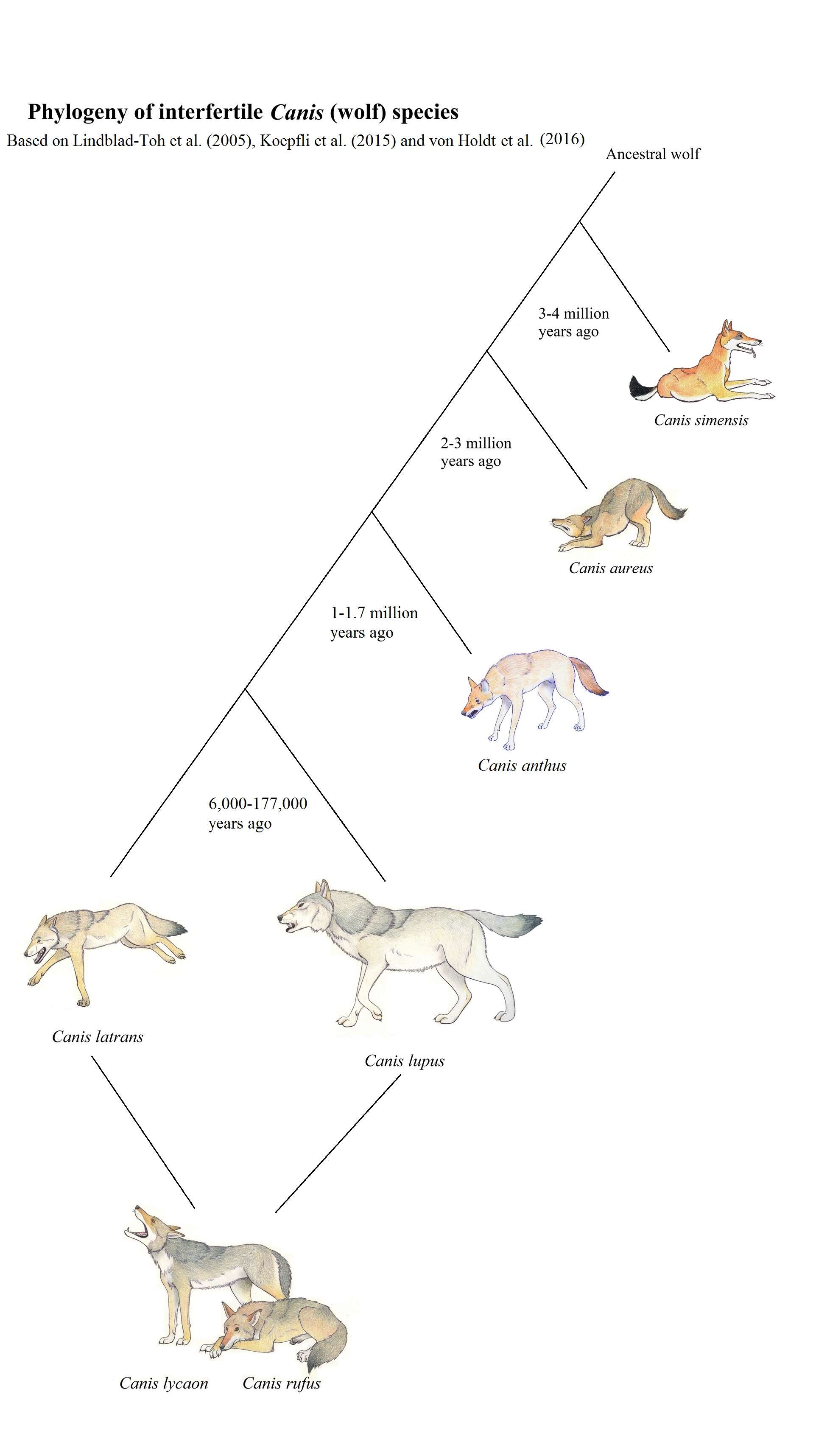 Image of Ethiopian wolf