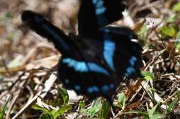 Image de Papilio oribazus Boisduval 1836