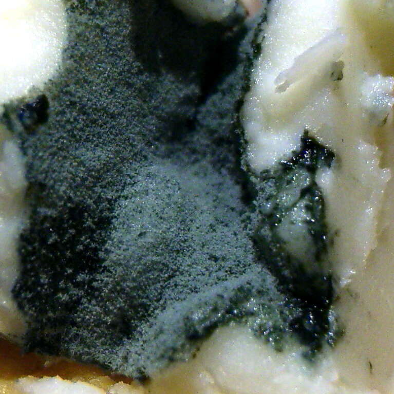 Image of Penicillium