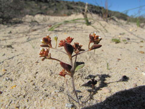 Crassula filiformis (Eckl. & Zeyh.) Dietr. resmi