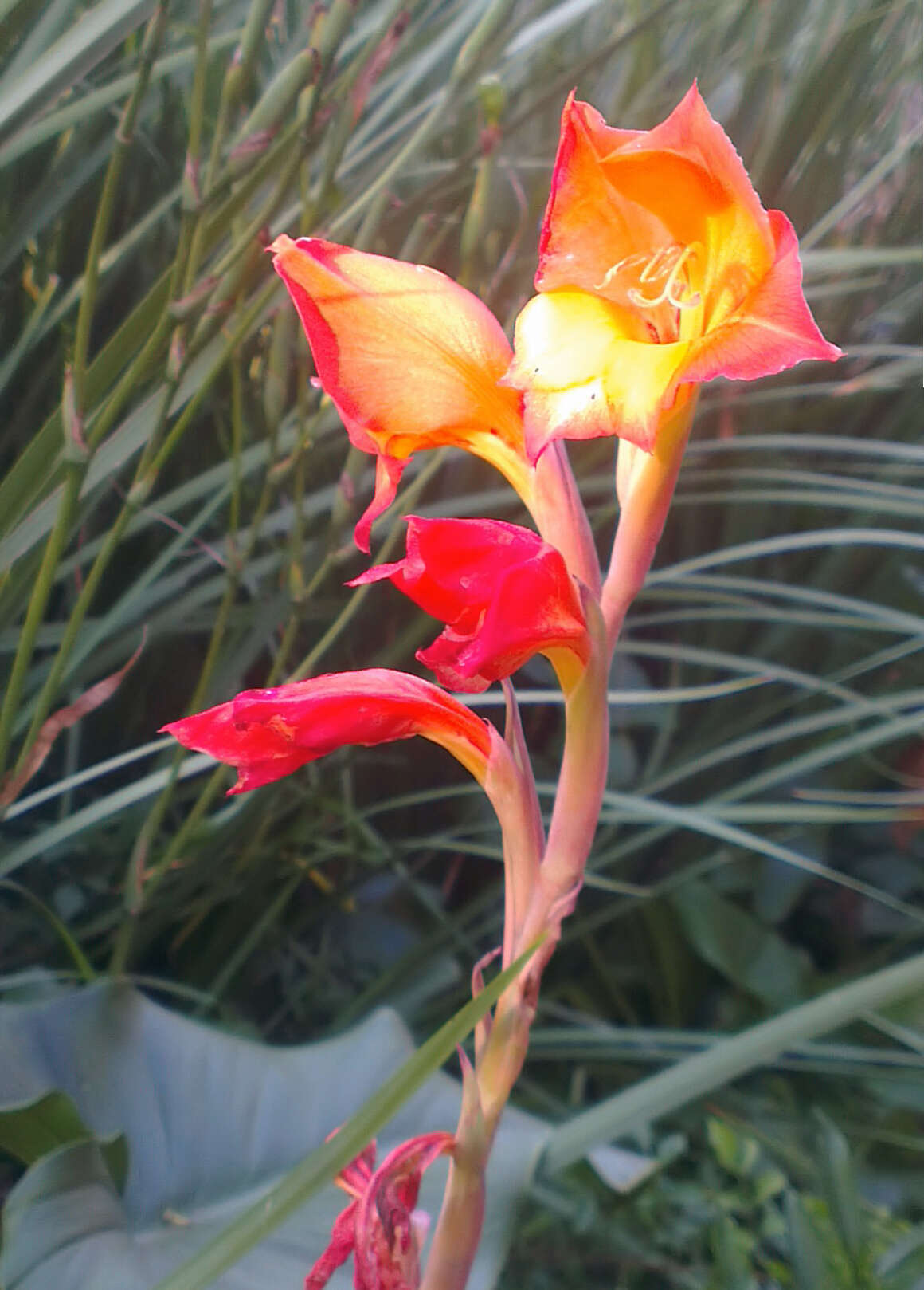 صورة Gladiolus dalenii Van Geel