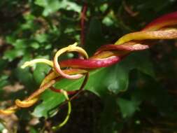 Image of tall dodder