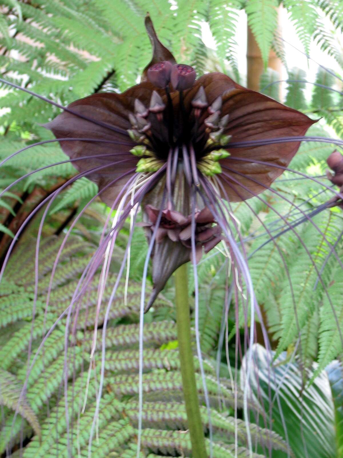 Image of black bat flower
