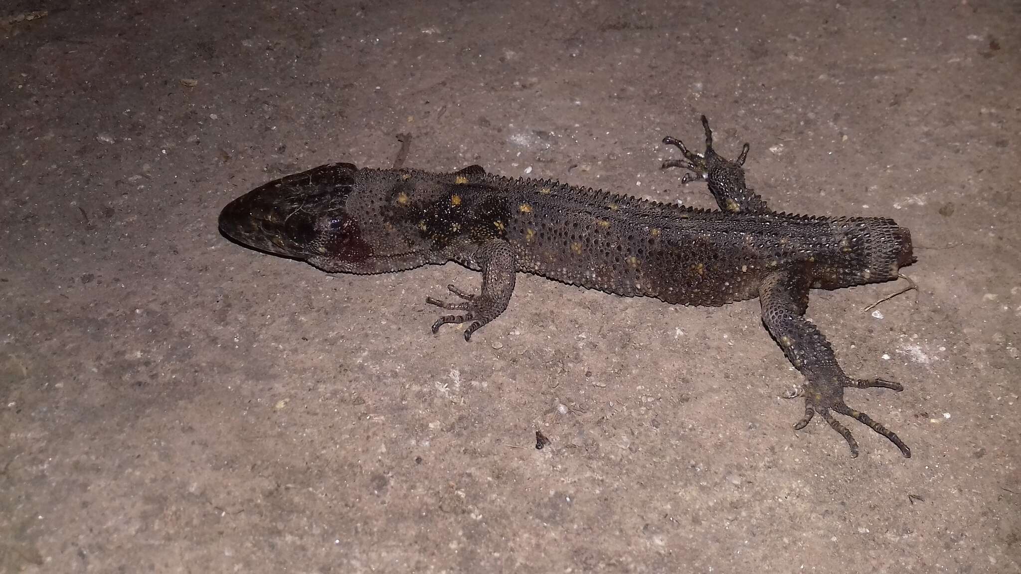 Image of Madrean Tropical Night Lizard