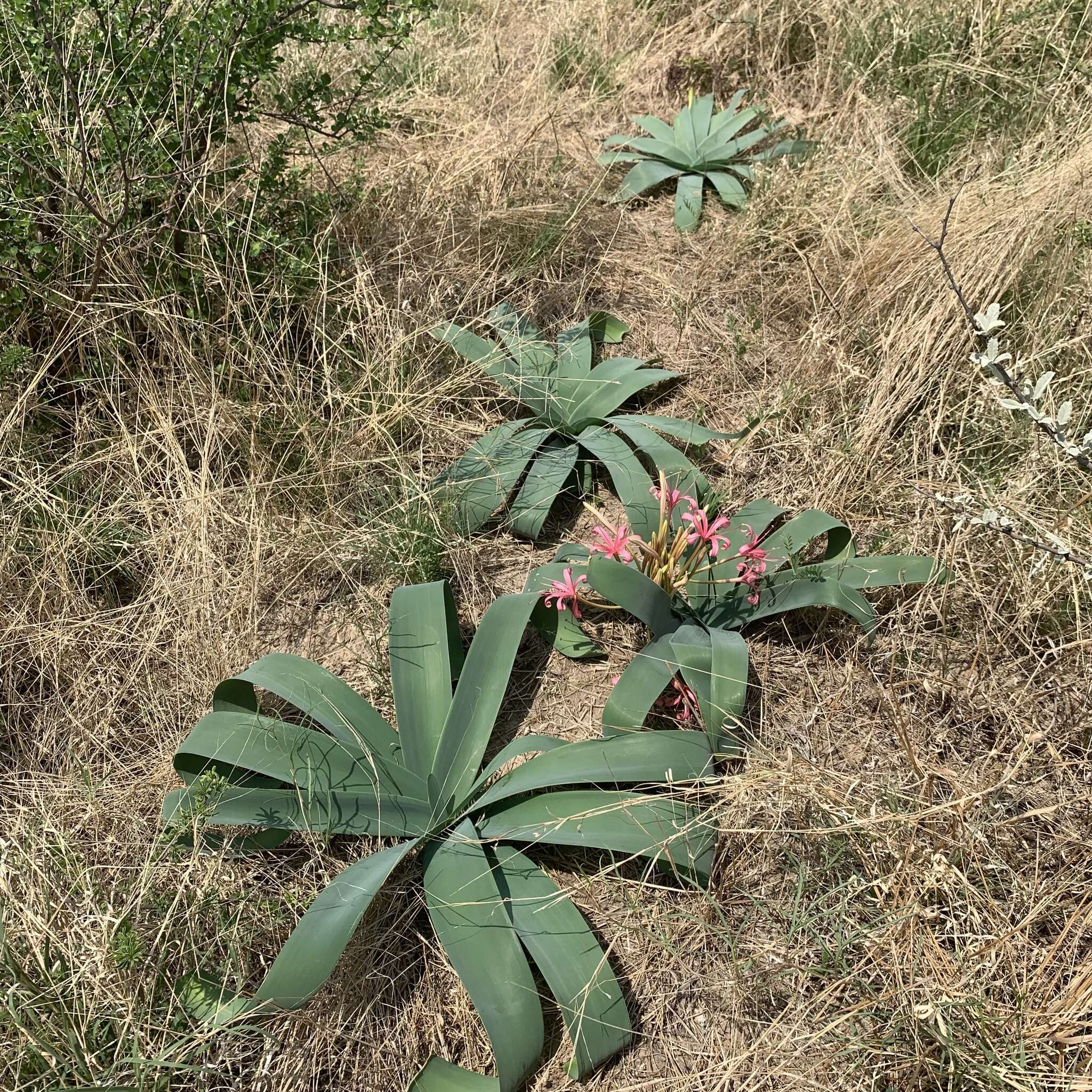 Image of Northern ammocharis