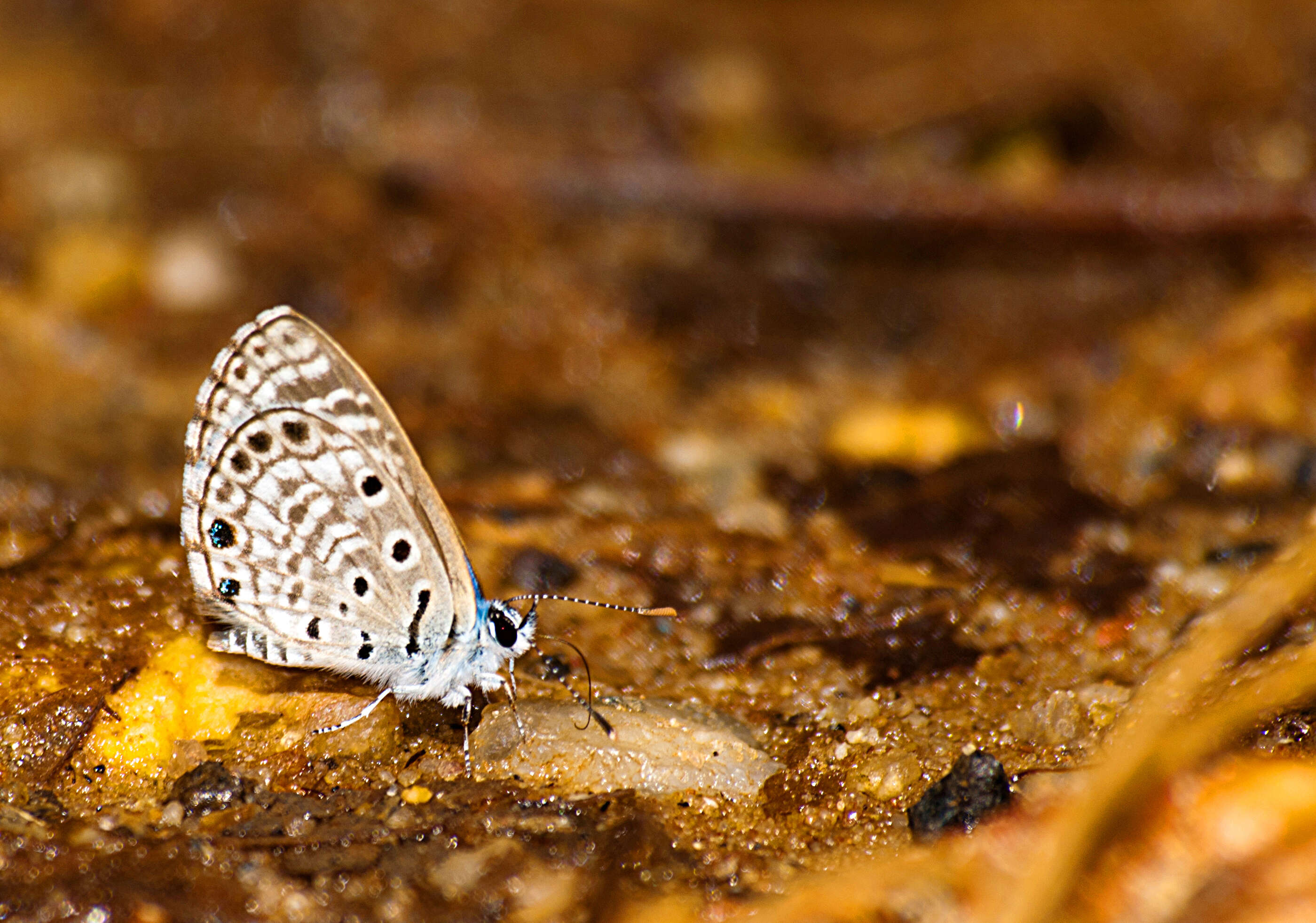 Image of African babul blue