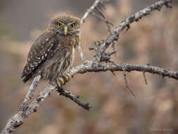 Image of Austral Pygmy Owl