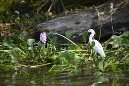 Image of Snowy Egret