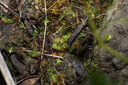 Image of Drosera modesta Diels