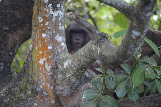 Image of Bear Macaque