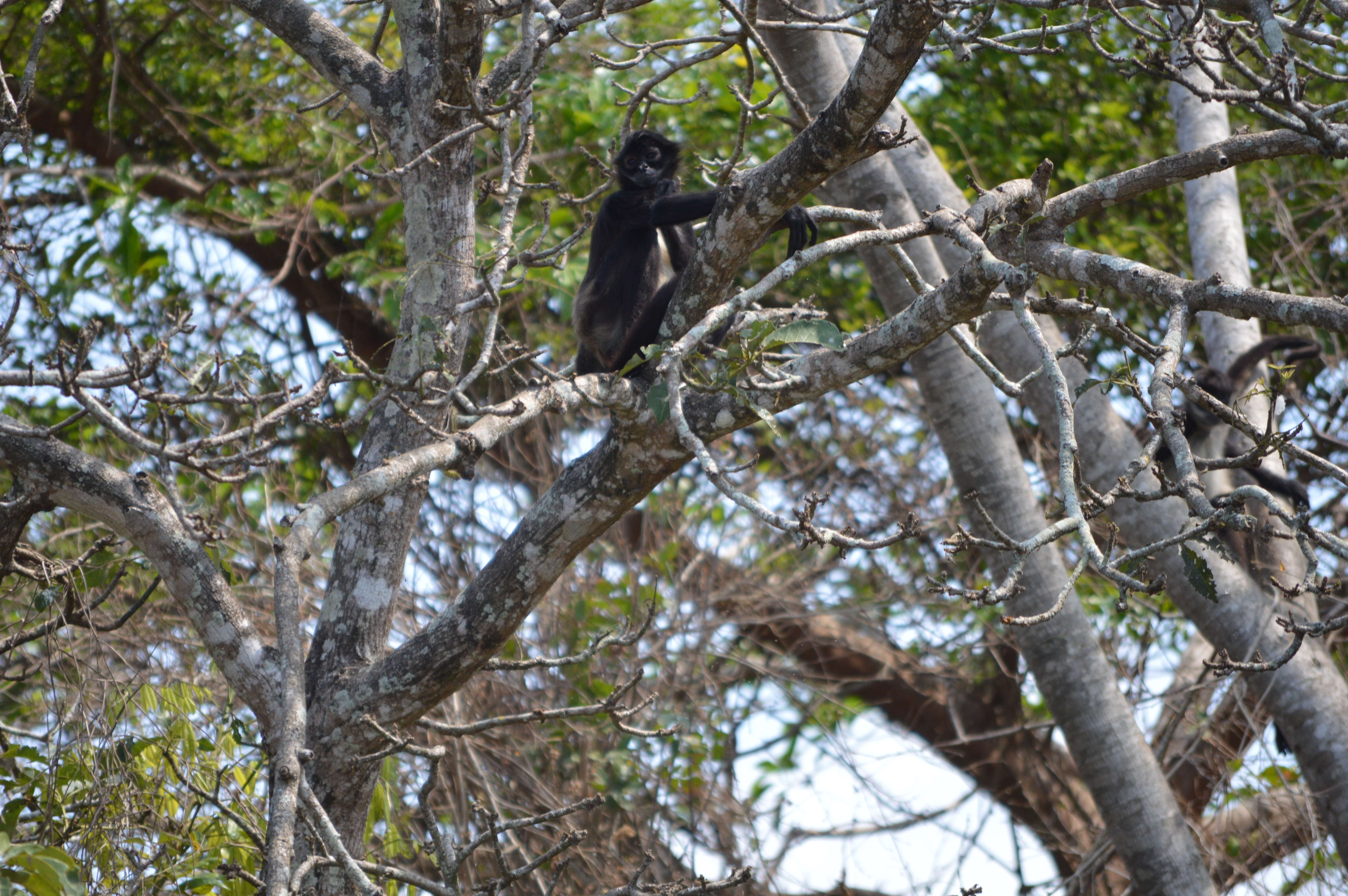 Image of Black-handed Spider Monkey