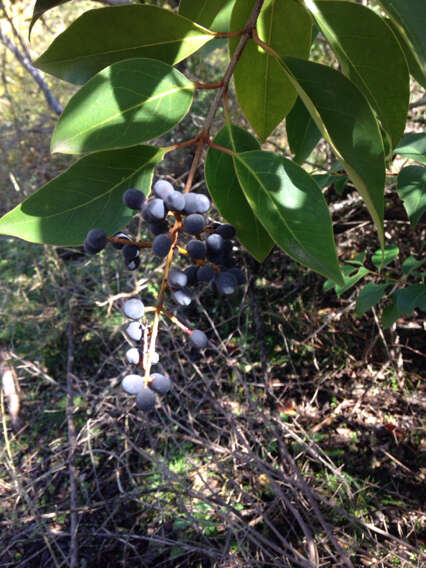 Image of glossy privet